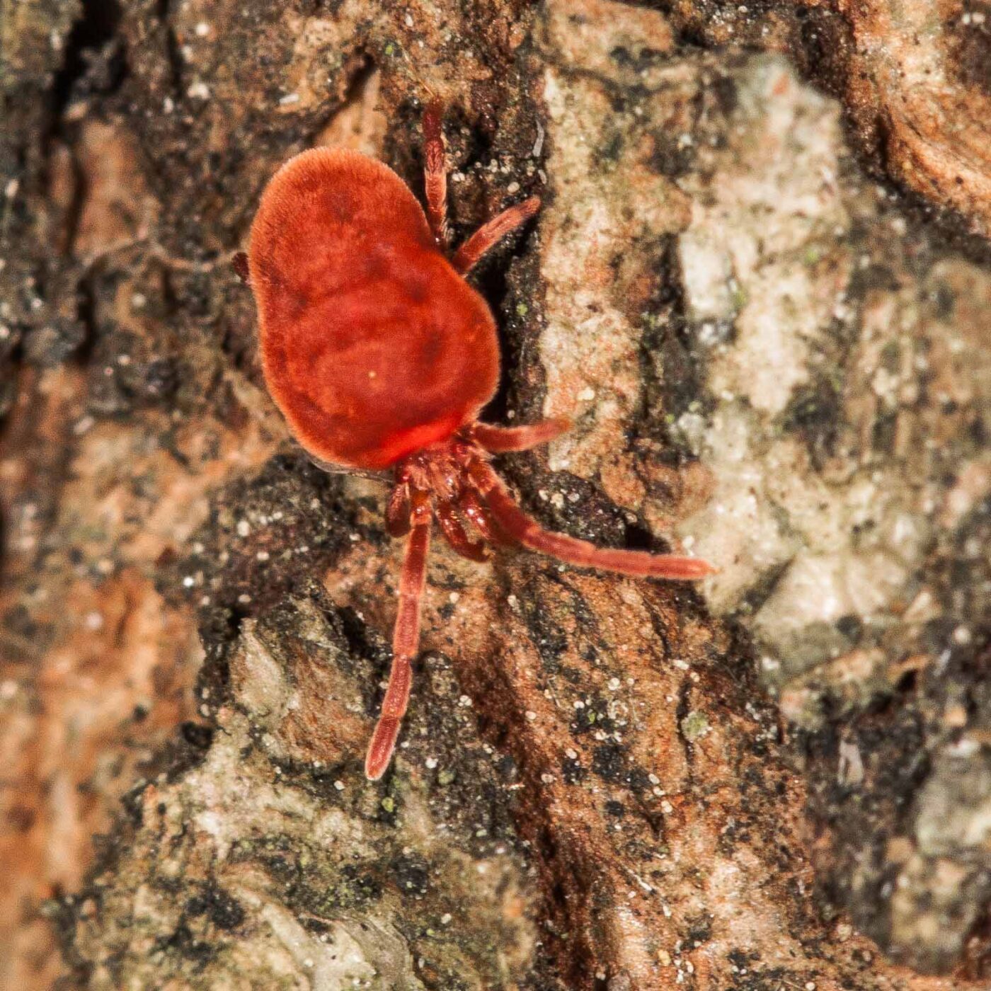 2019-02-23 - NSG Storchengraben Herne