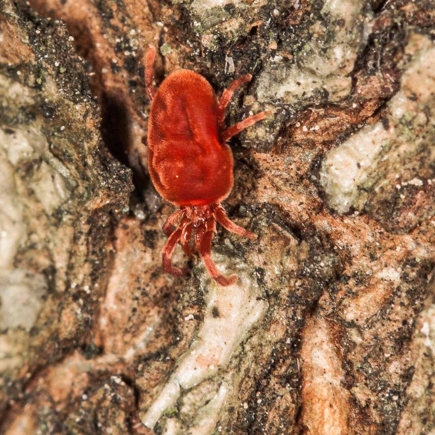 2019-02-23 - NSG Storchengraben Herne