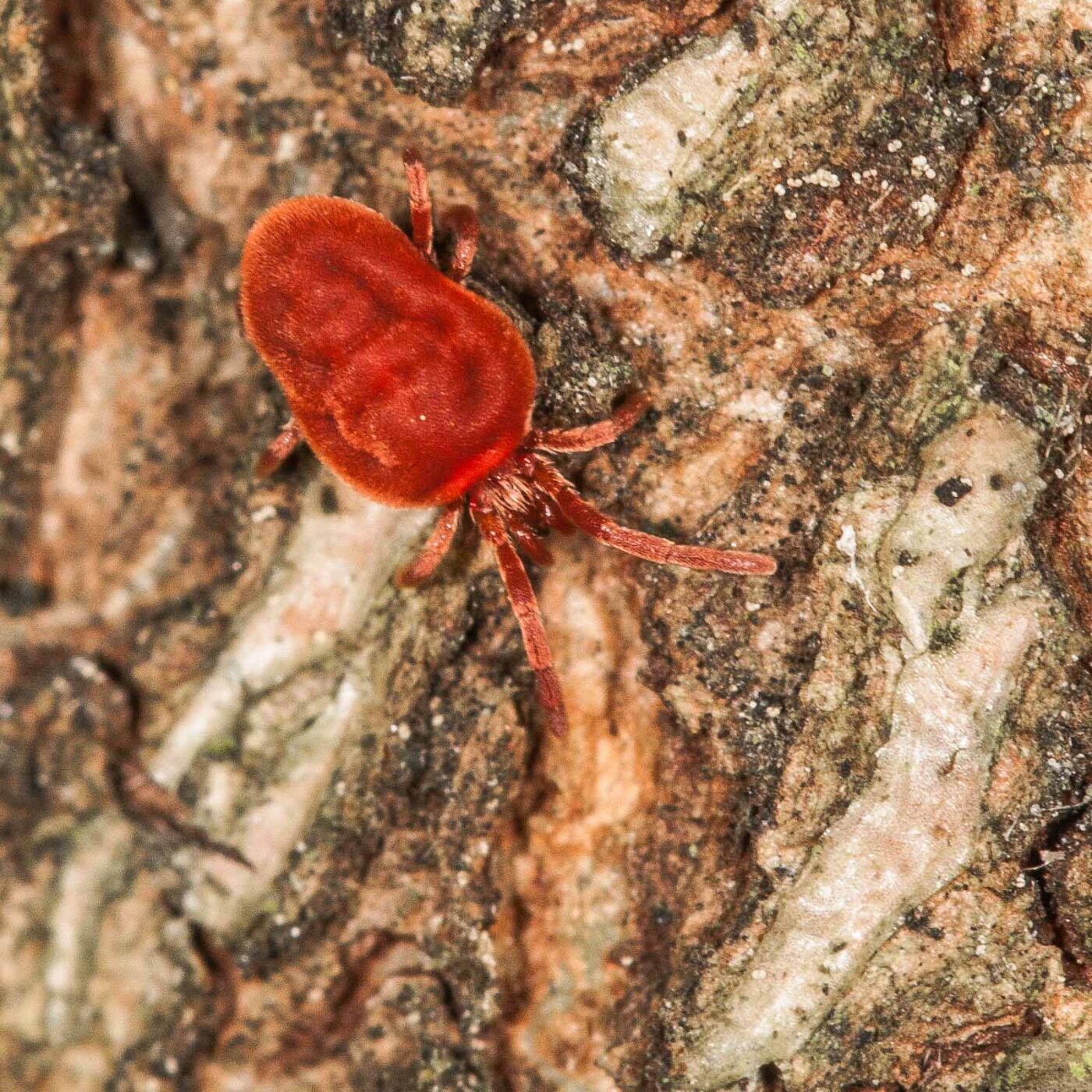 2019-02-23 - NSG Storchengraben Herne