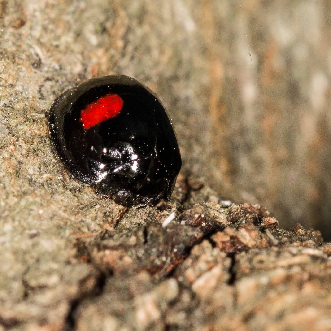 2019-02-23 - NSG Storchengraben Herne