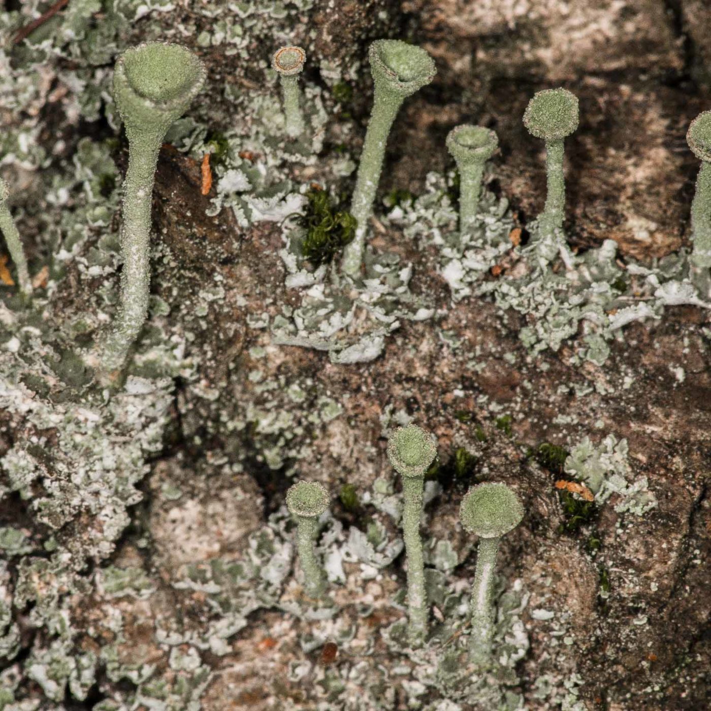 2019-02-23 - NSG Storchengraben Herne