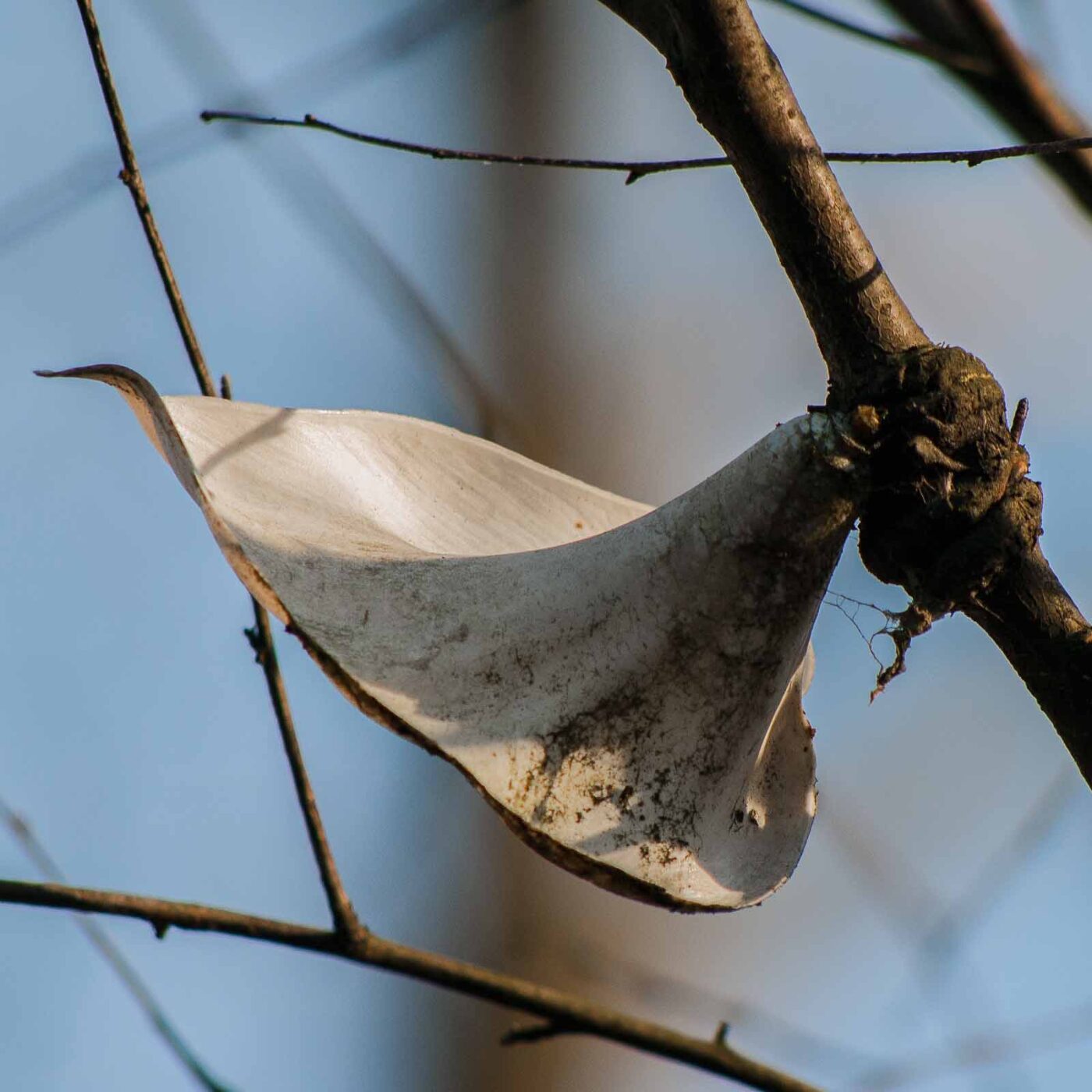 2019-02-23 - NSG Storchengraben Herne