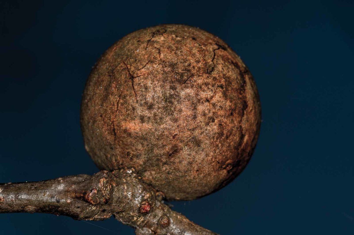 2019-02-23 - NSG Storchengraben Herne