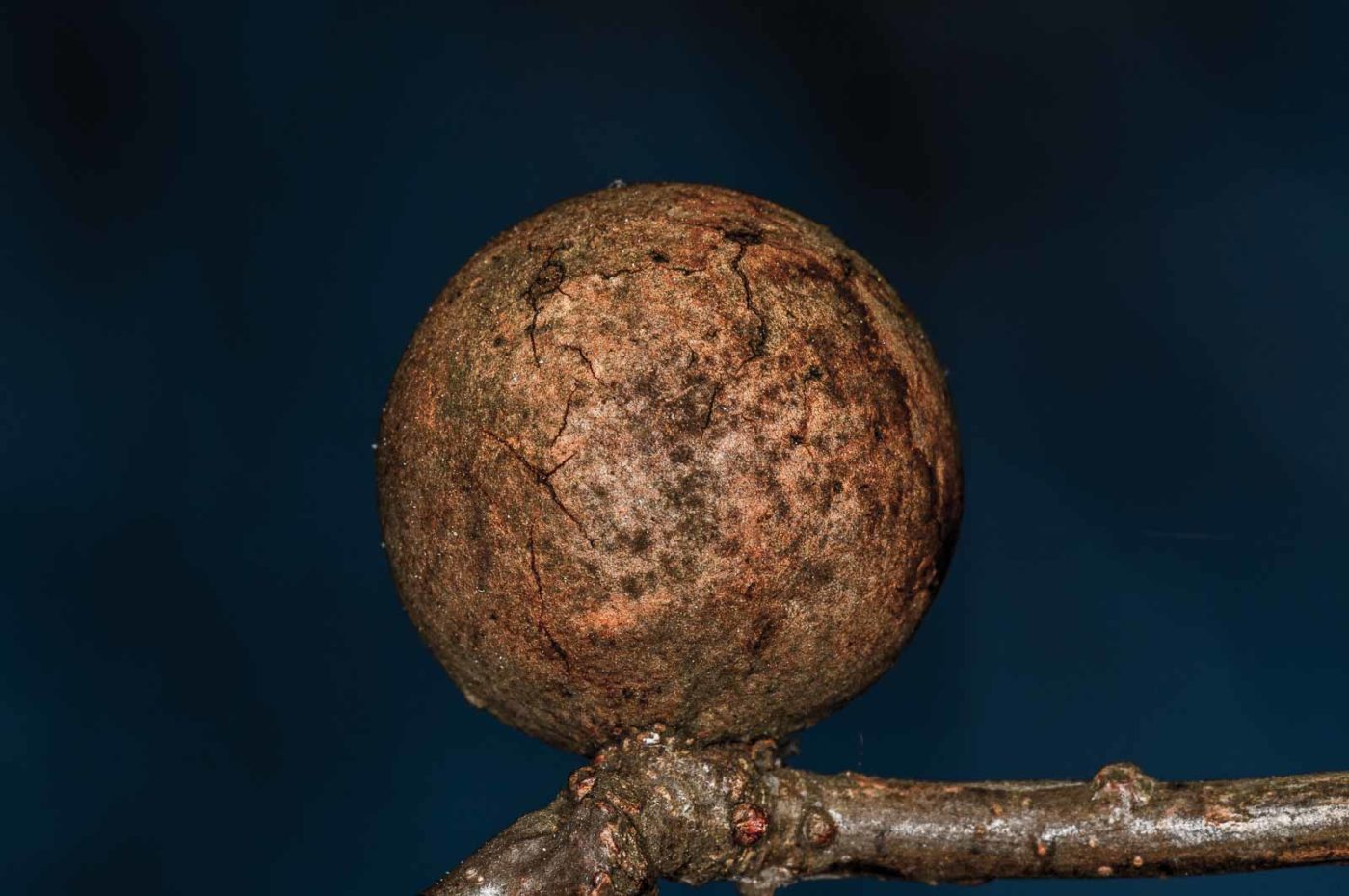 2019-02-23 - NSG Storchengraben Herne