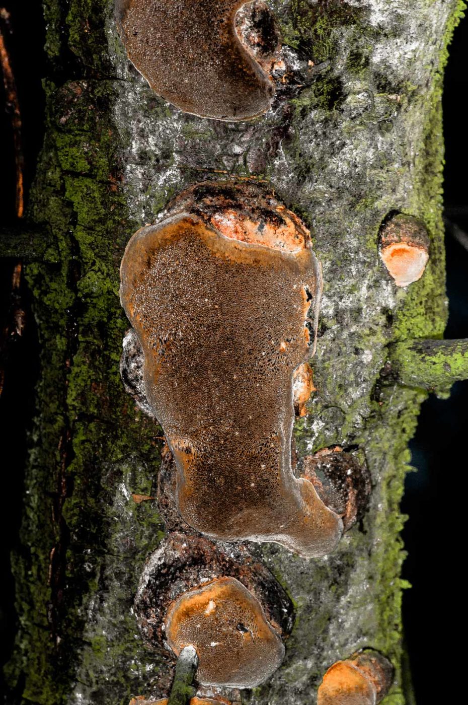 2019-02-23 - NSG Storchengraben Herne