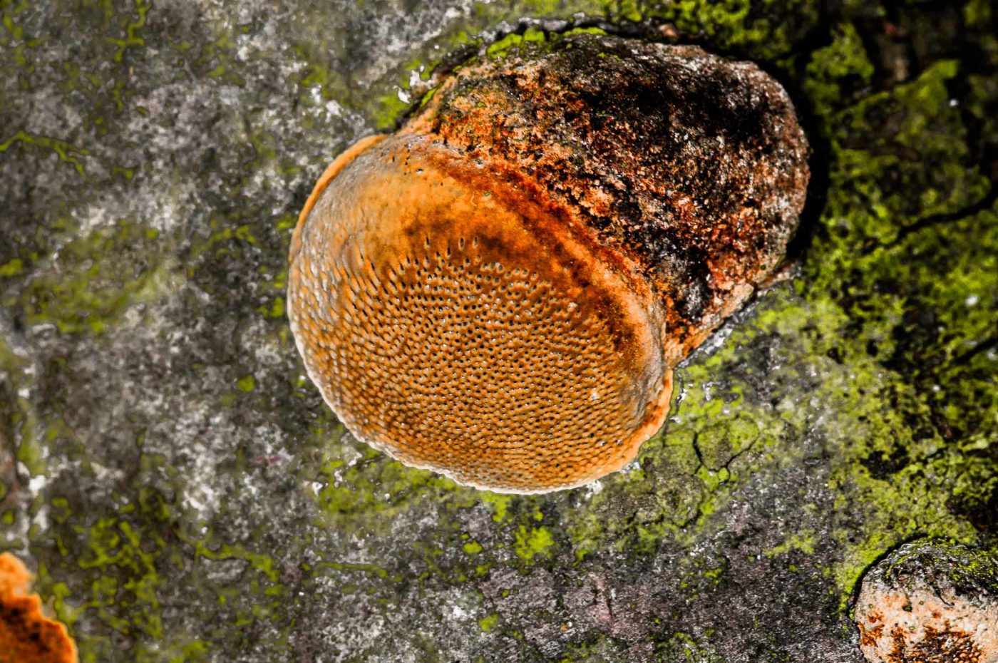 2019-02-23 - NSG Storchengraben Herne