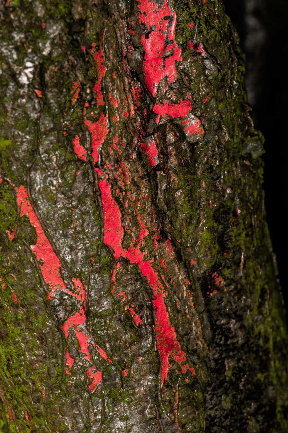 2019-02-23 - NSG Storchengraben Herne