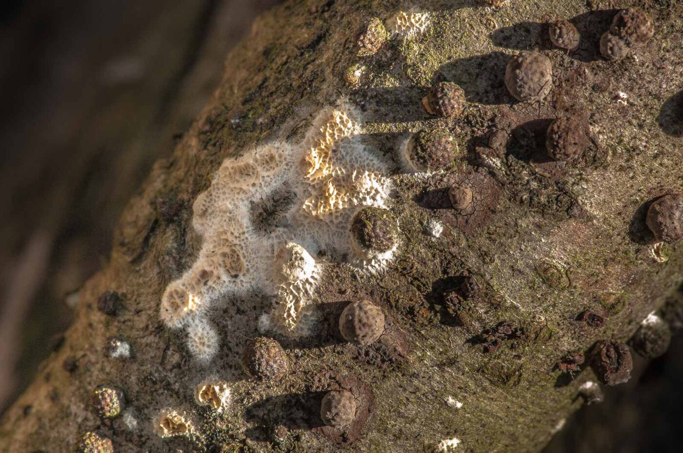 2019-02-24 - NSG Oberes Oelbachtal Bochum