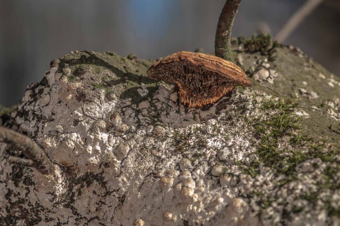 2019-02-24 - NSG Oberes Oelbachtal Bochum