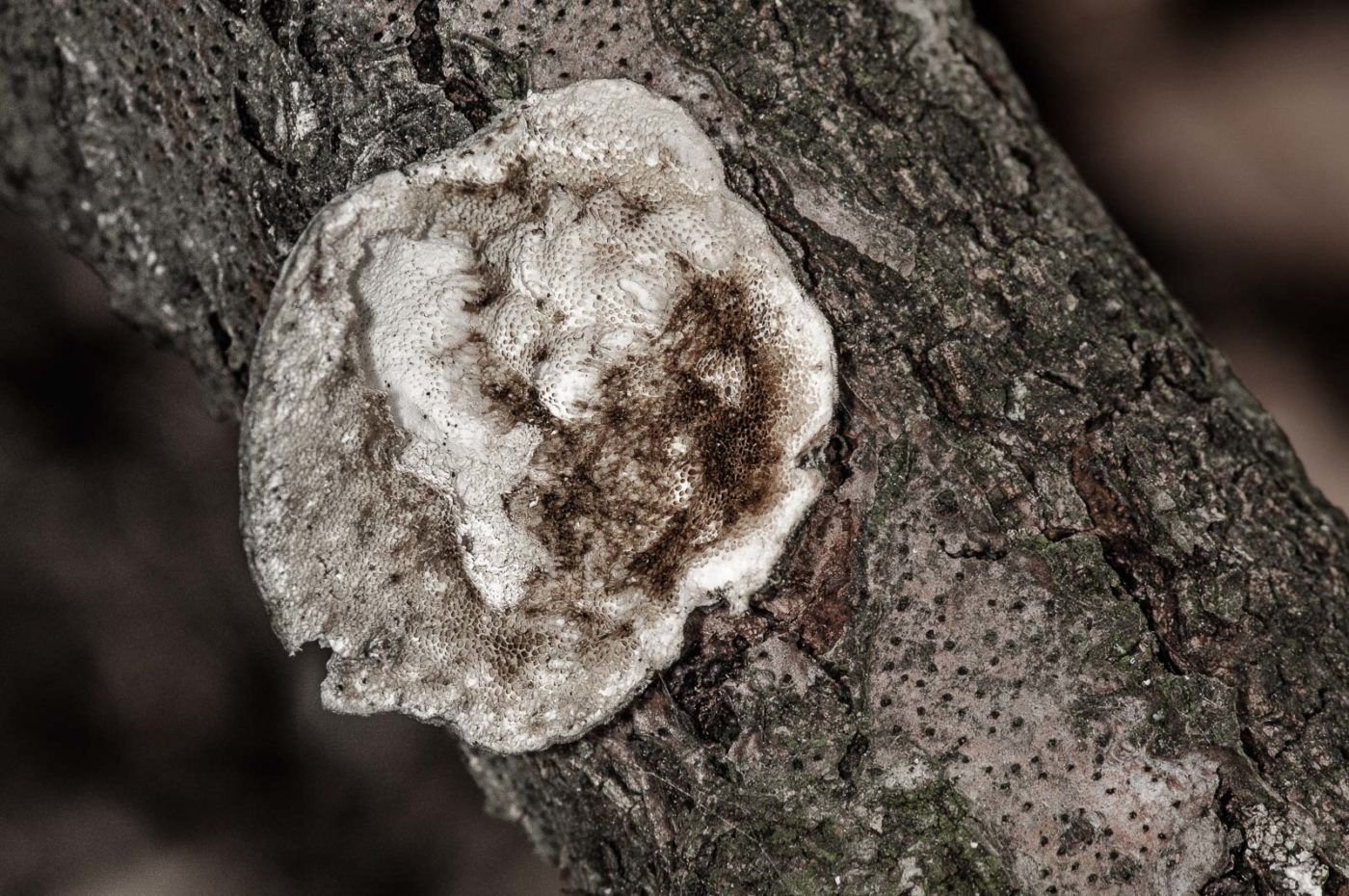 2019-02-24 - NSG Oberes Oelbachtal Bochum