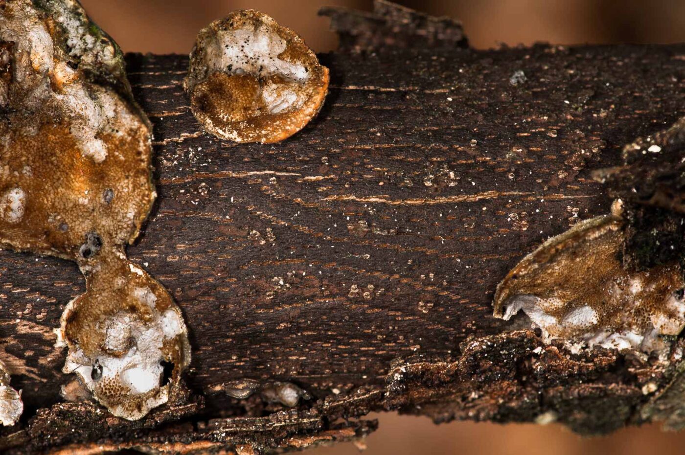 2019-02-24 - NSG Oberes Oelbachtal Bochum