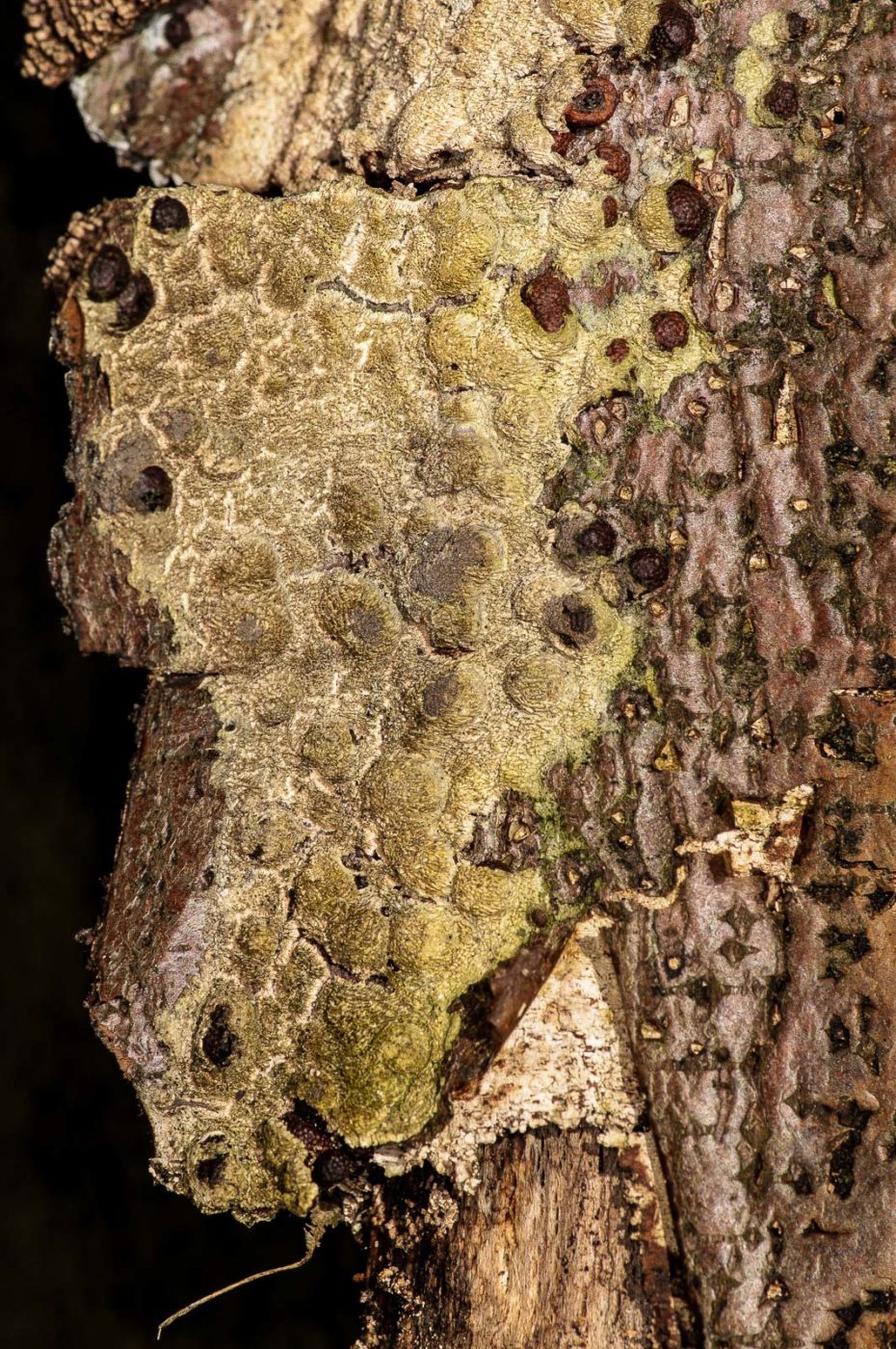 2019-02-24 - NSG Oberes Oelbachtal Bochum