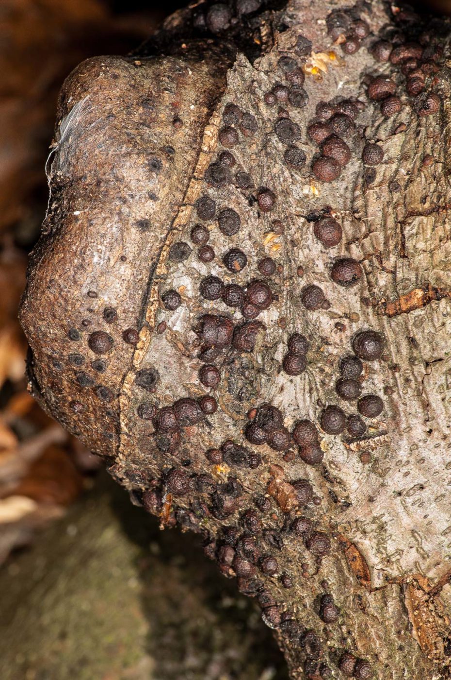 2019-02-24 - NSG Oberes Oelbachtal Bochum