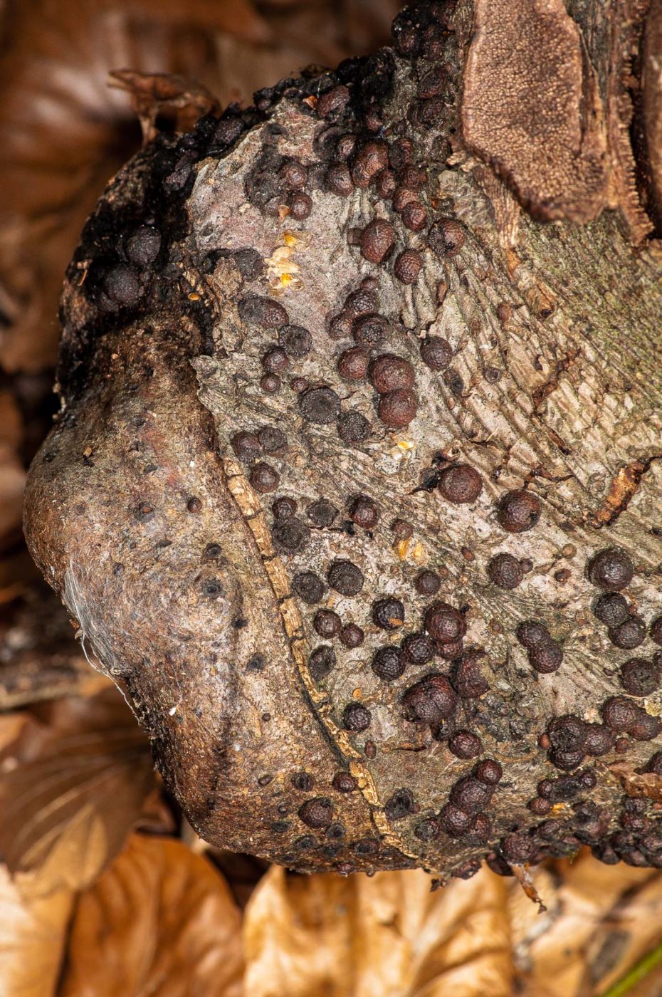 2019-02-24 - NSG Oberes Oelbachtal Bochum