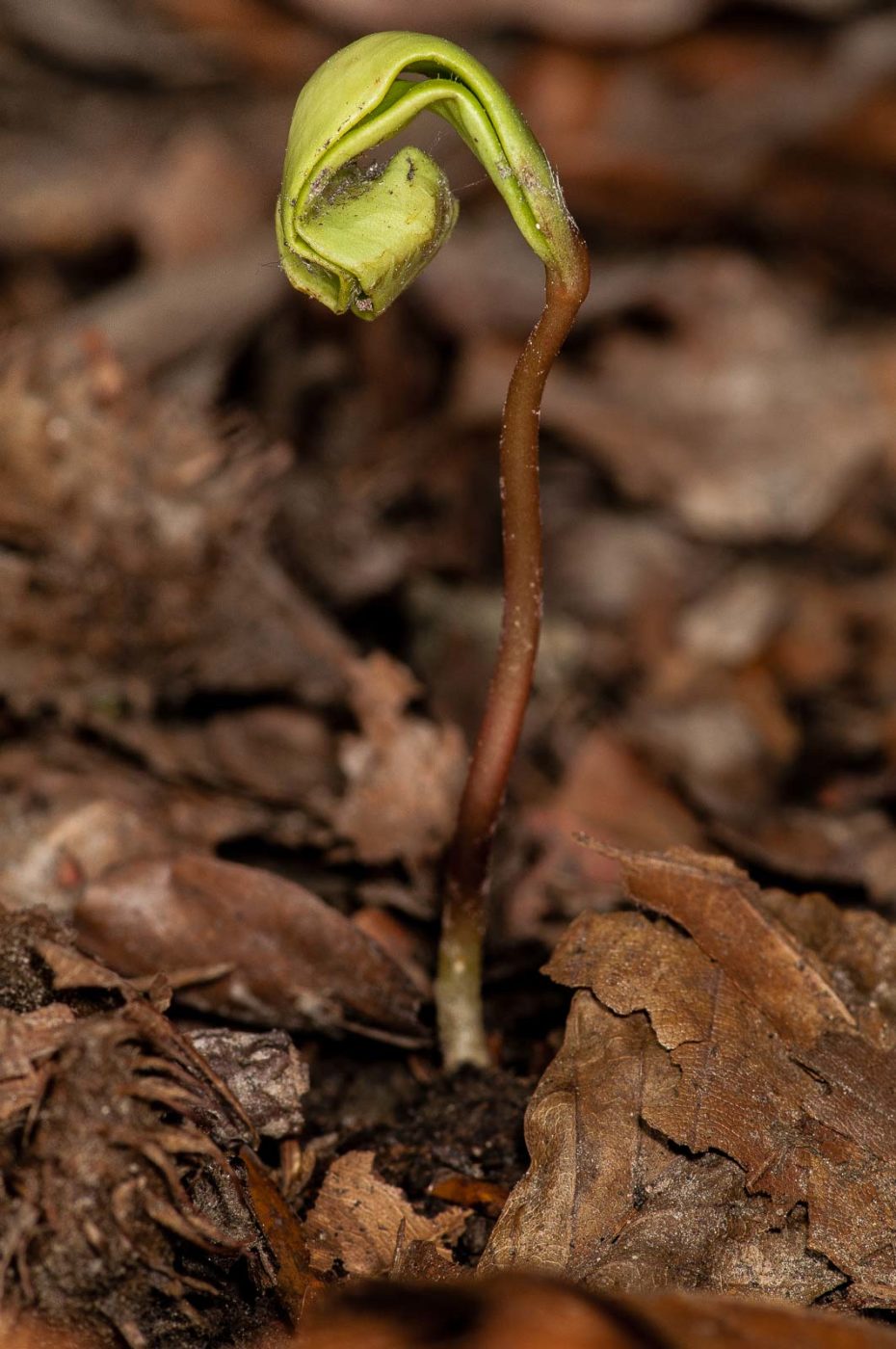 2019-02-24 - NSG Oberes Oelbachtal Bochum