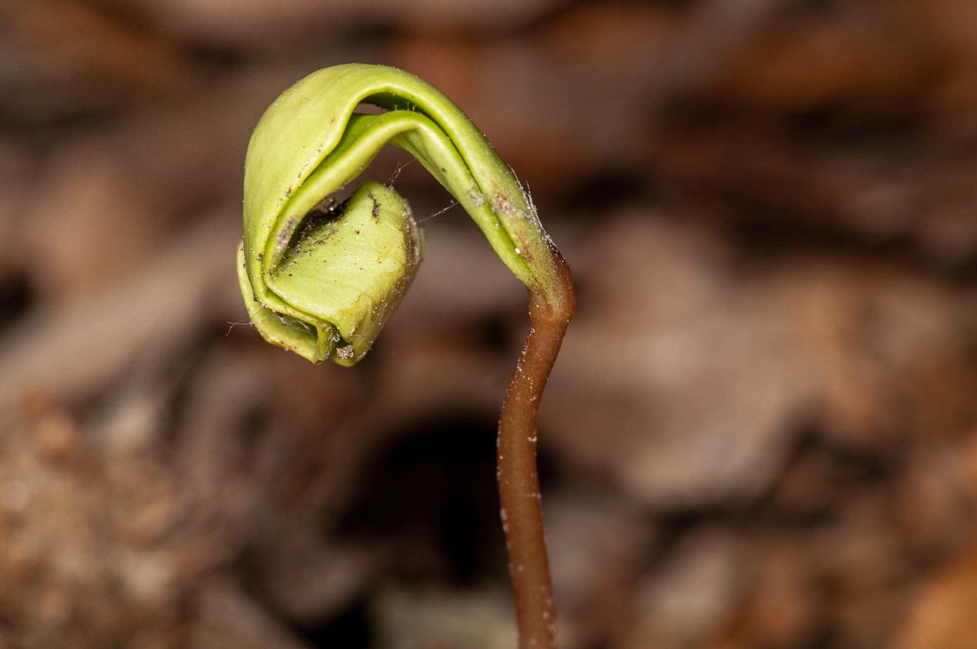 2019-02-24 - NSG Oberes Oelbachtal Bochum