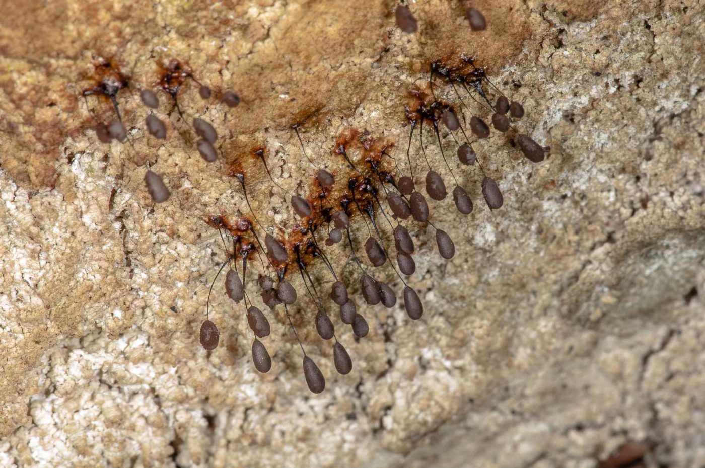 2019-02-24 - NSG Oberes Oelbachtal Bochum