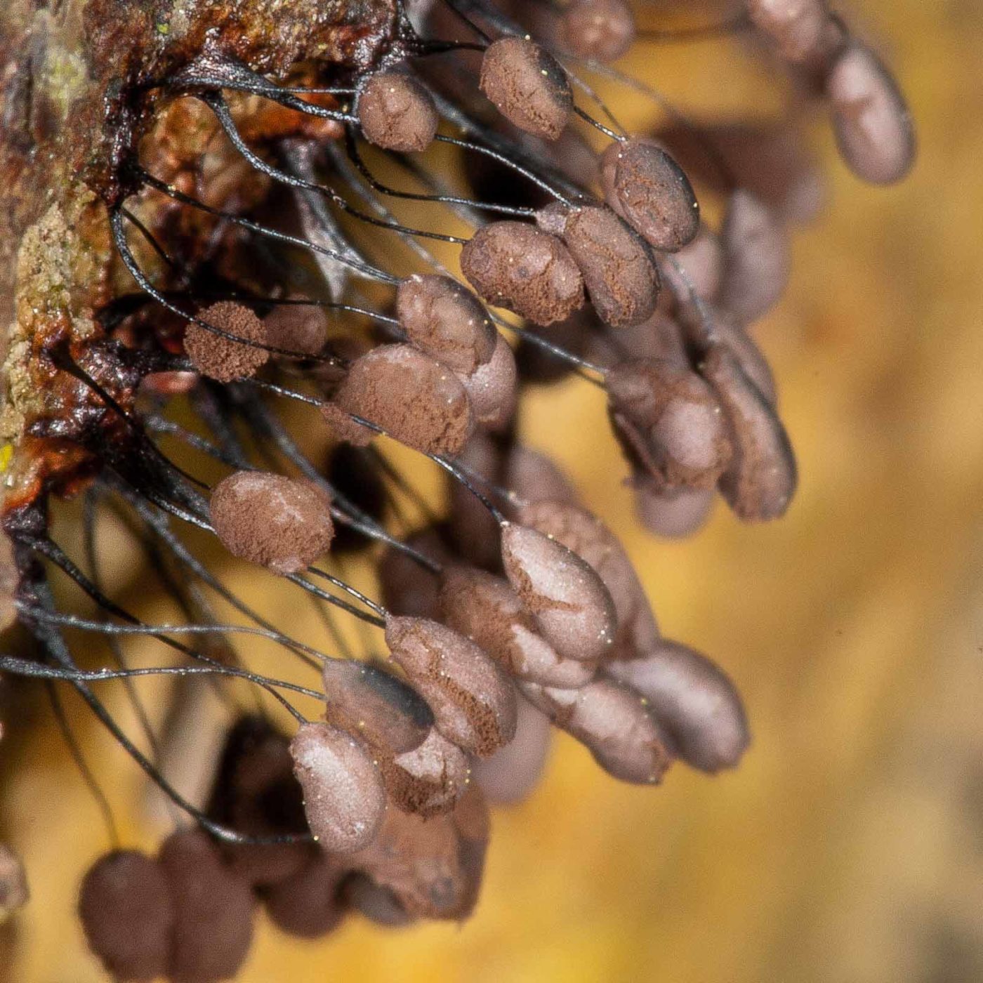 2019-02-24 - NSG Oberes Oelbachtal Bochum