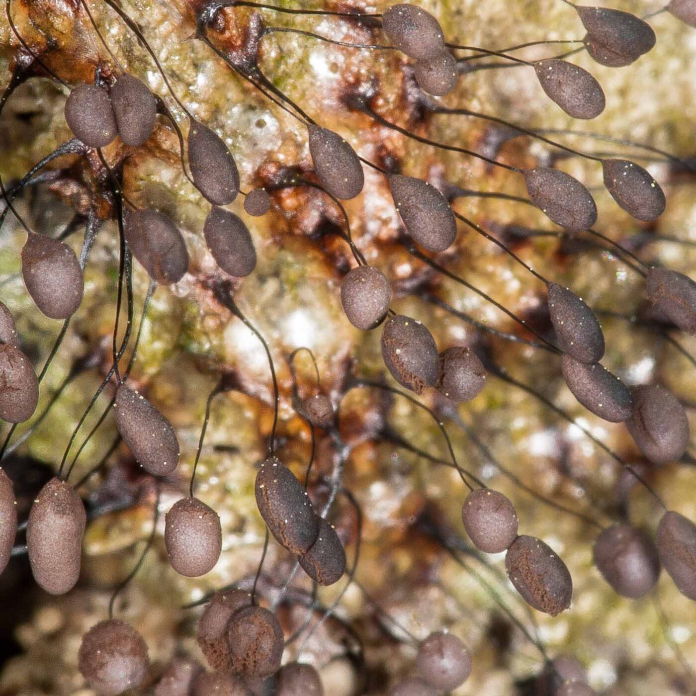 2019-02-24 - NSG Oberes Oelbachtal Bochum