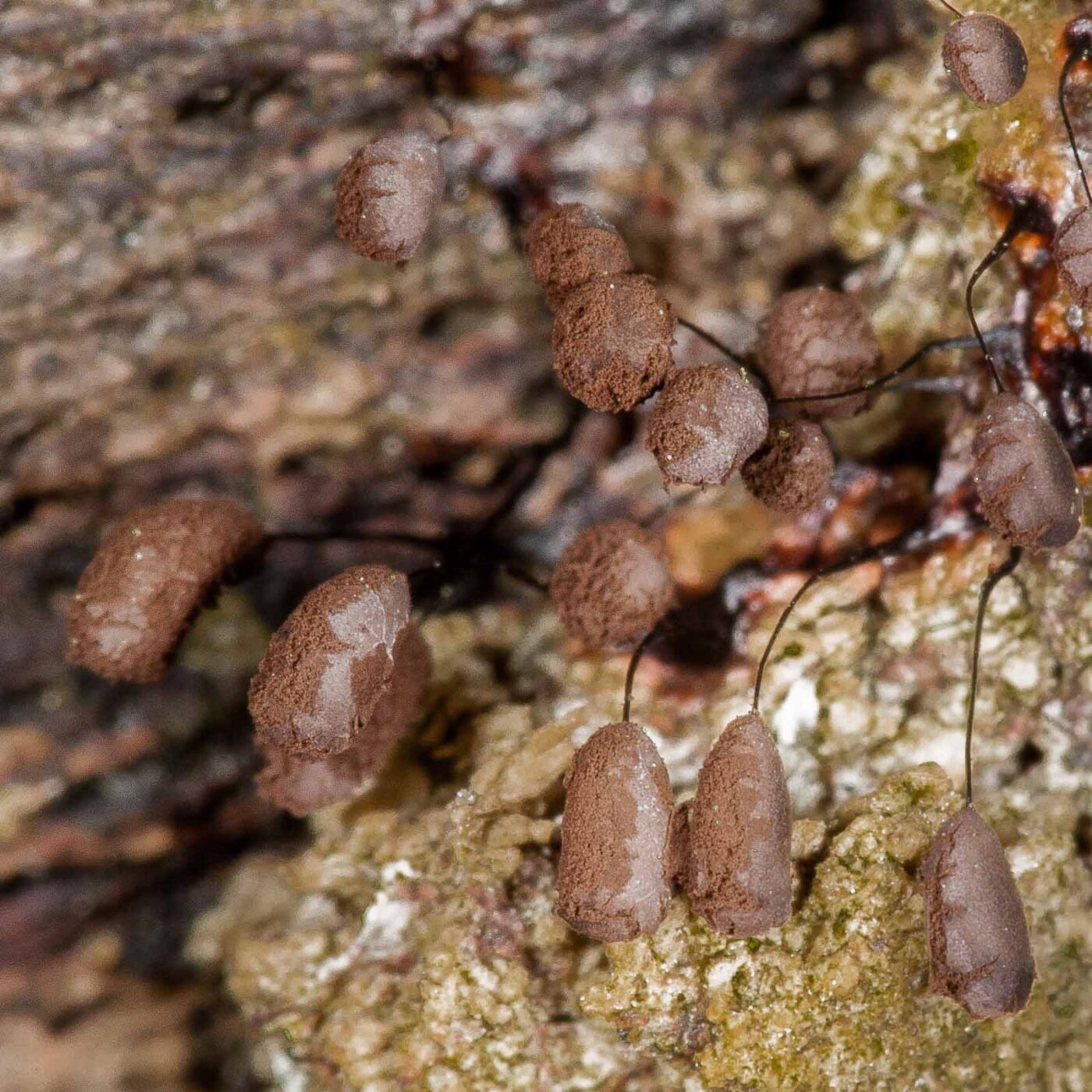 2019-02-24 - NSG Oberes Oelbachtal Bochum