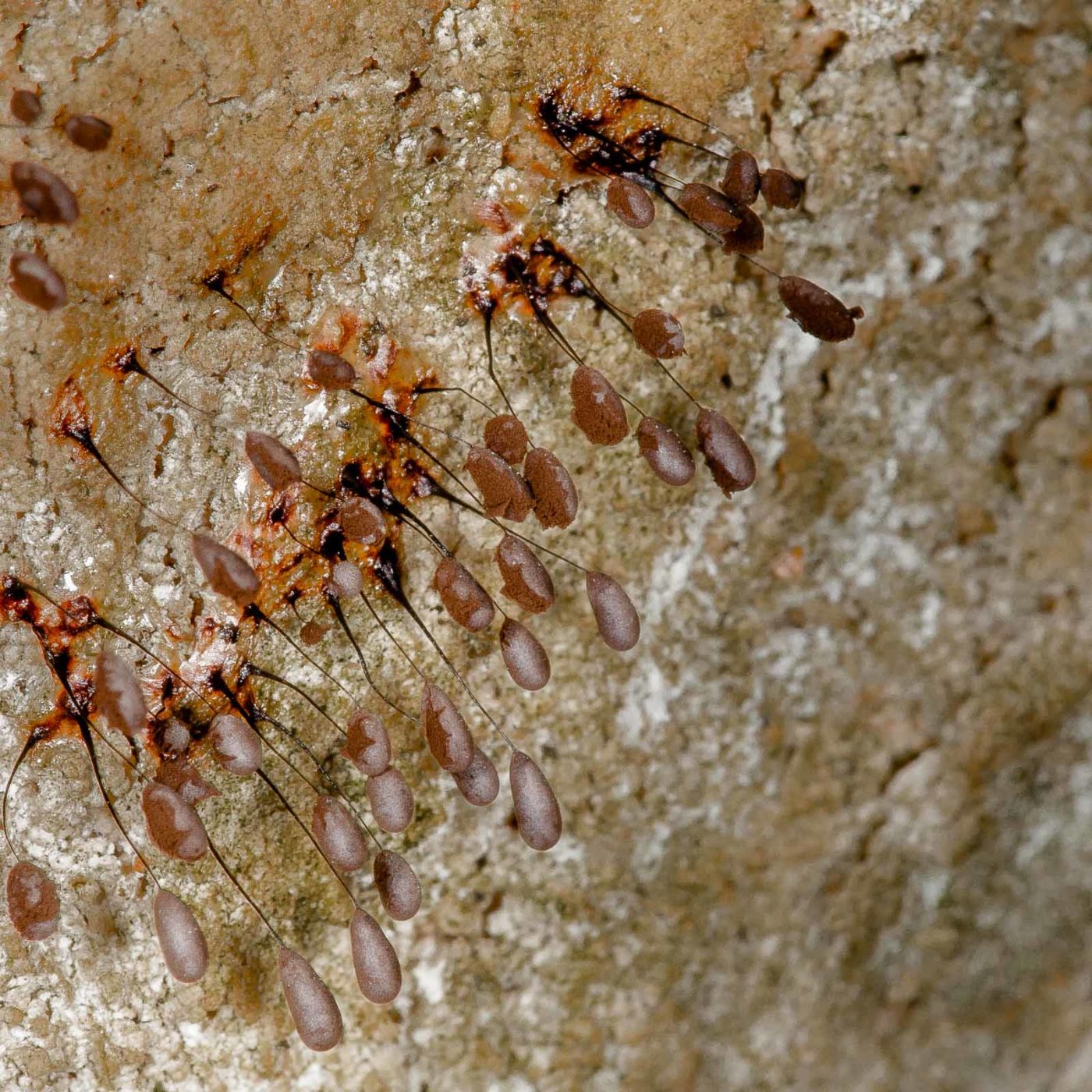 2019-02-24 - NSG Oberes Oelbachtal Bochum