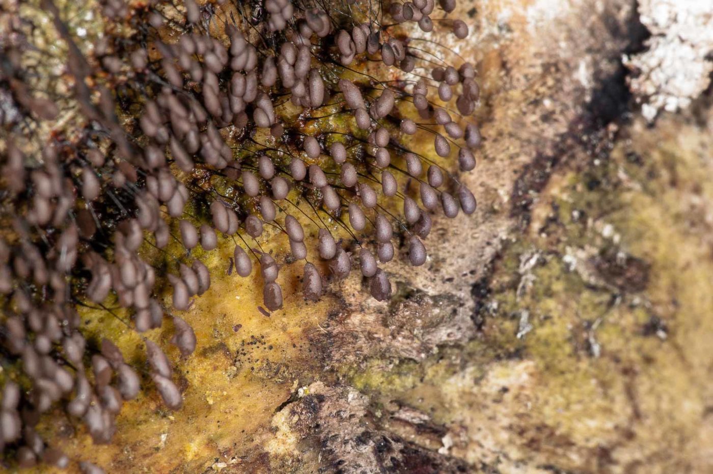 2019-02-24 - NSG Oberes Oelbachtal Bochum