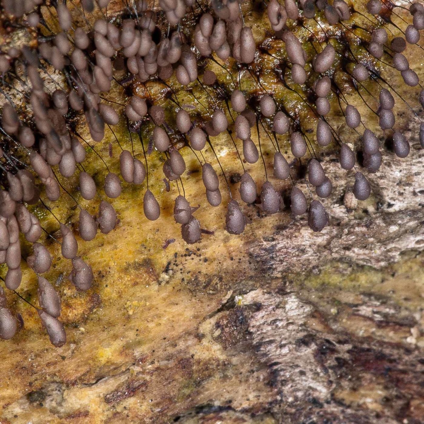 2019-02-24 - NSG Oberes Oelbachtal Bochum