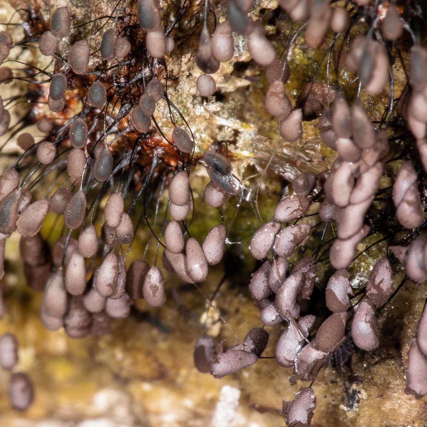 2019-02-24 - NSG Oberes Oelbachtal Bochum