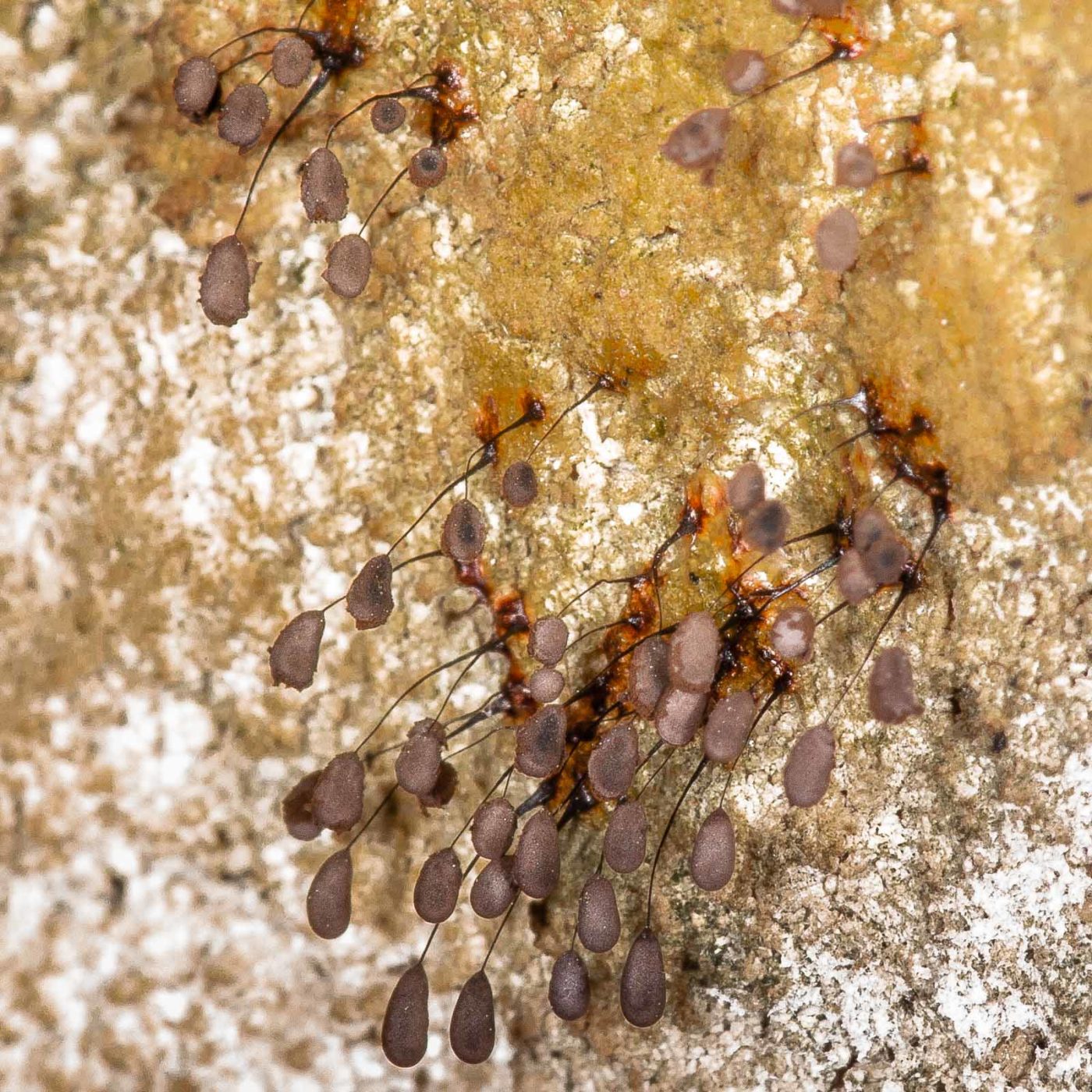 2019-02-24 - NSG Oberes Oelbachtal Bochum