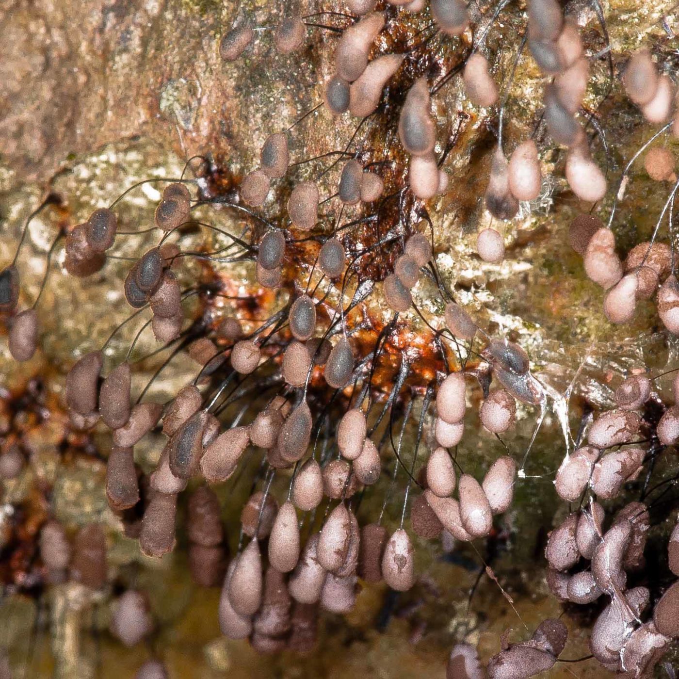 2019-02-24 - NSG Oberes Oelbachtal Bochum