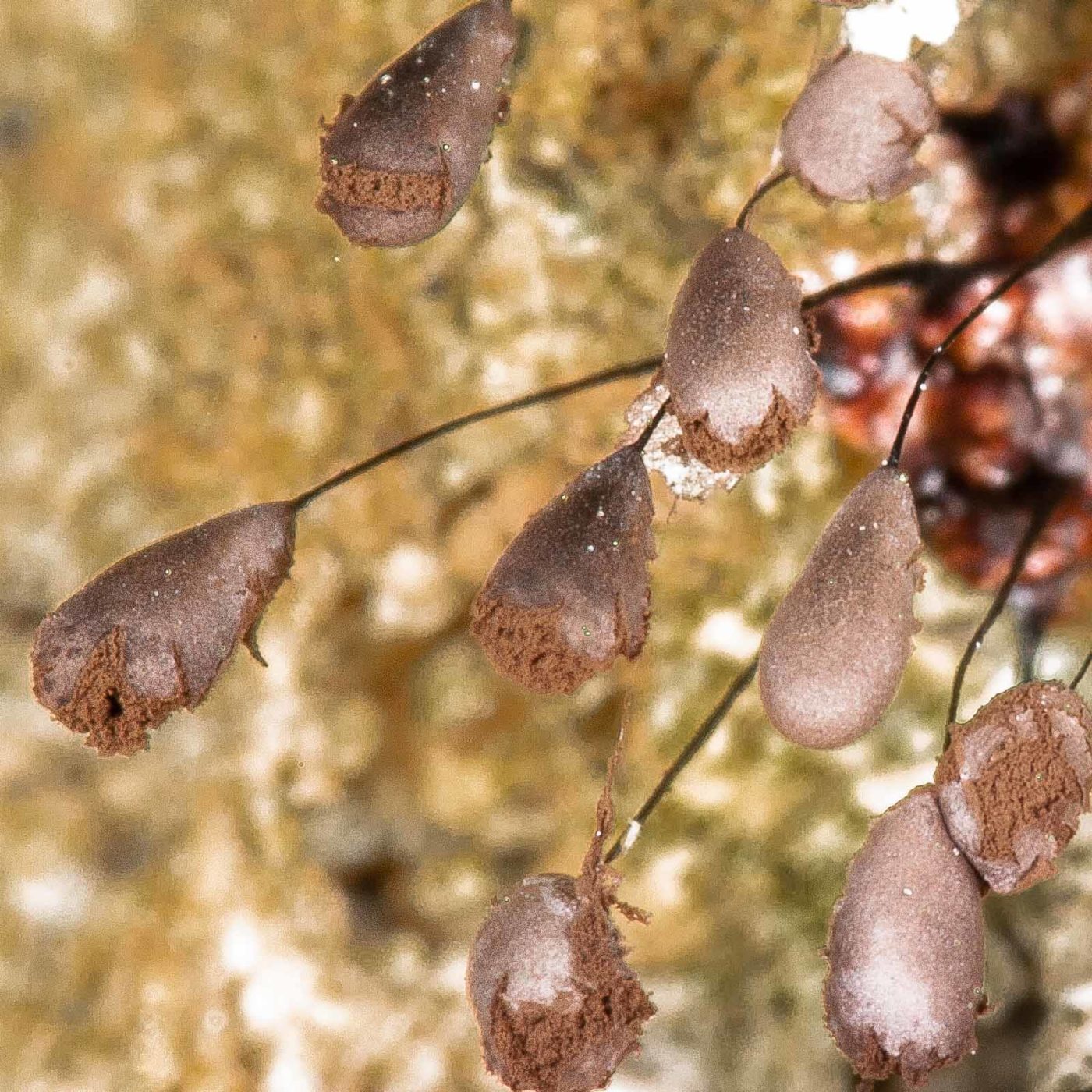 2019-02-24 - NSG Oberes Oelbachtal Bochum