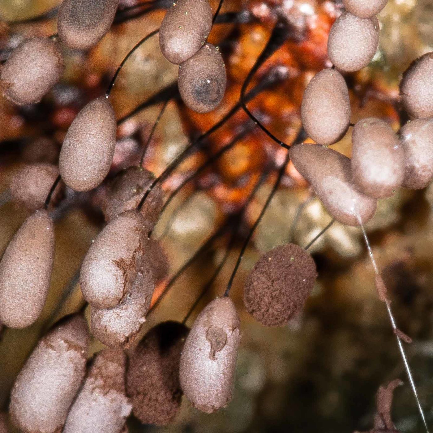 2019-02-24 - NSG Oberes Oelbachtal Bochum