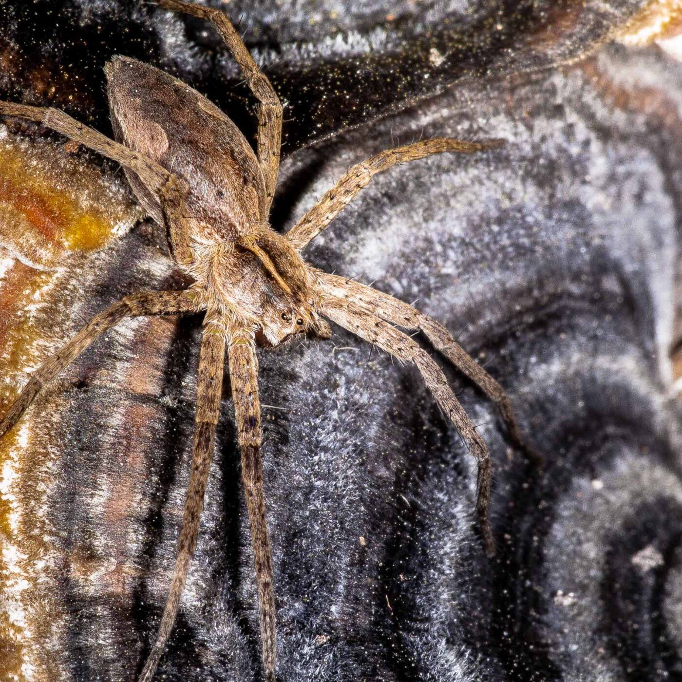 2019-02-24 - NSG Oberes Oelbachtal Bochum