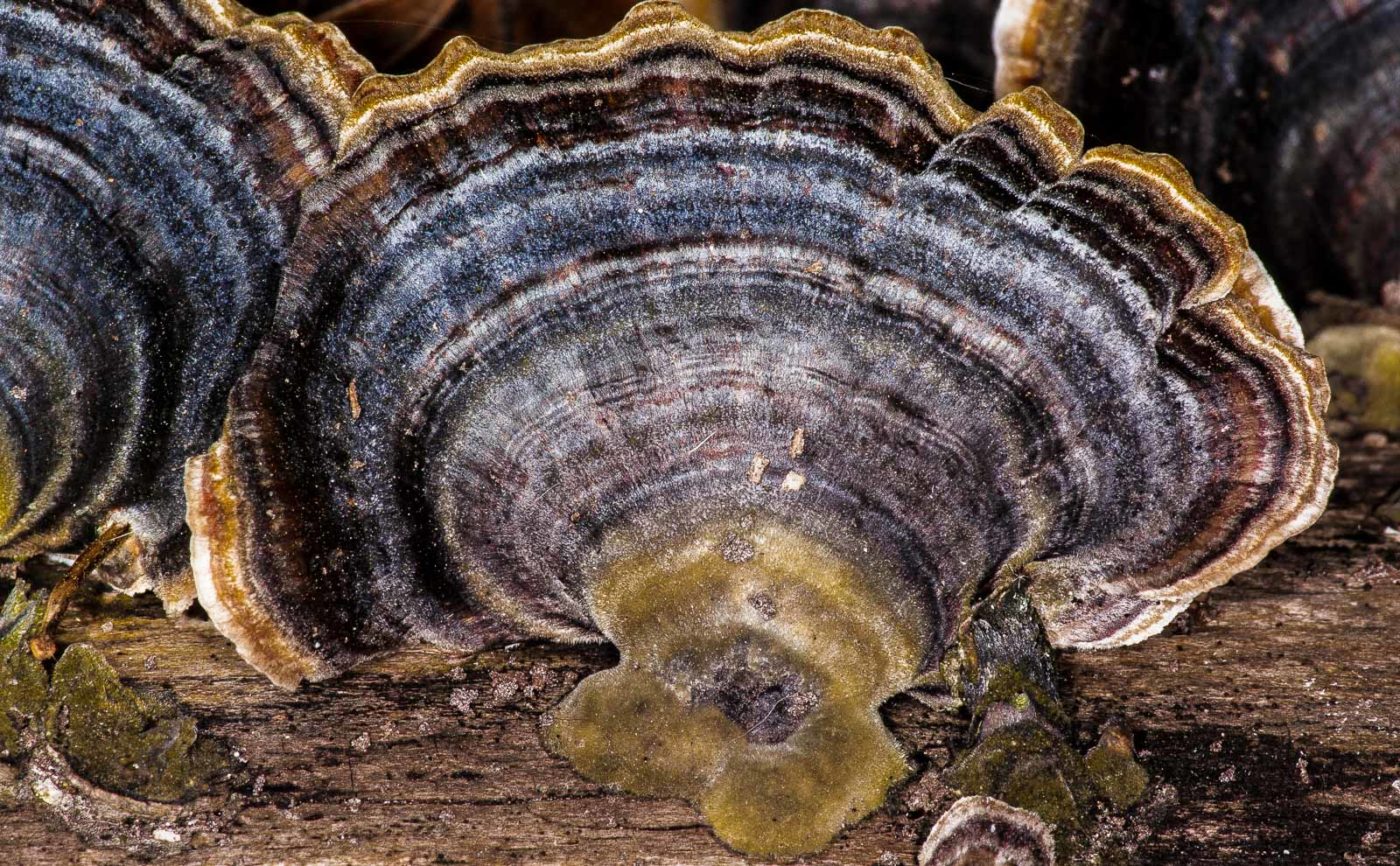 2019-02-24 - NSG Oberes Oelbachtal Bochum