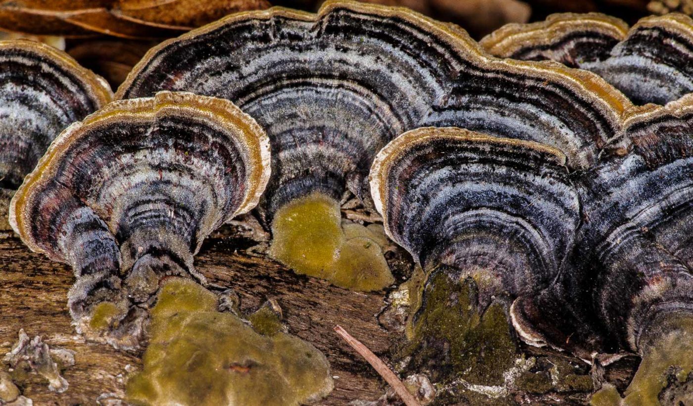 2019-02-24 - NSG Oberes Oelbachtal Bochum