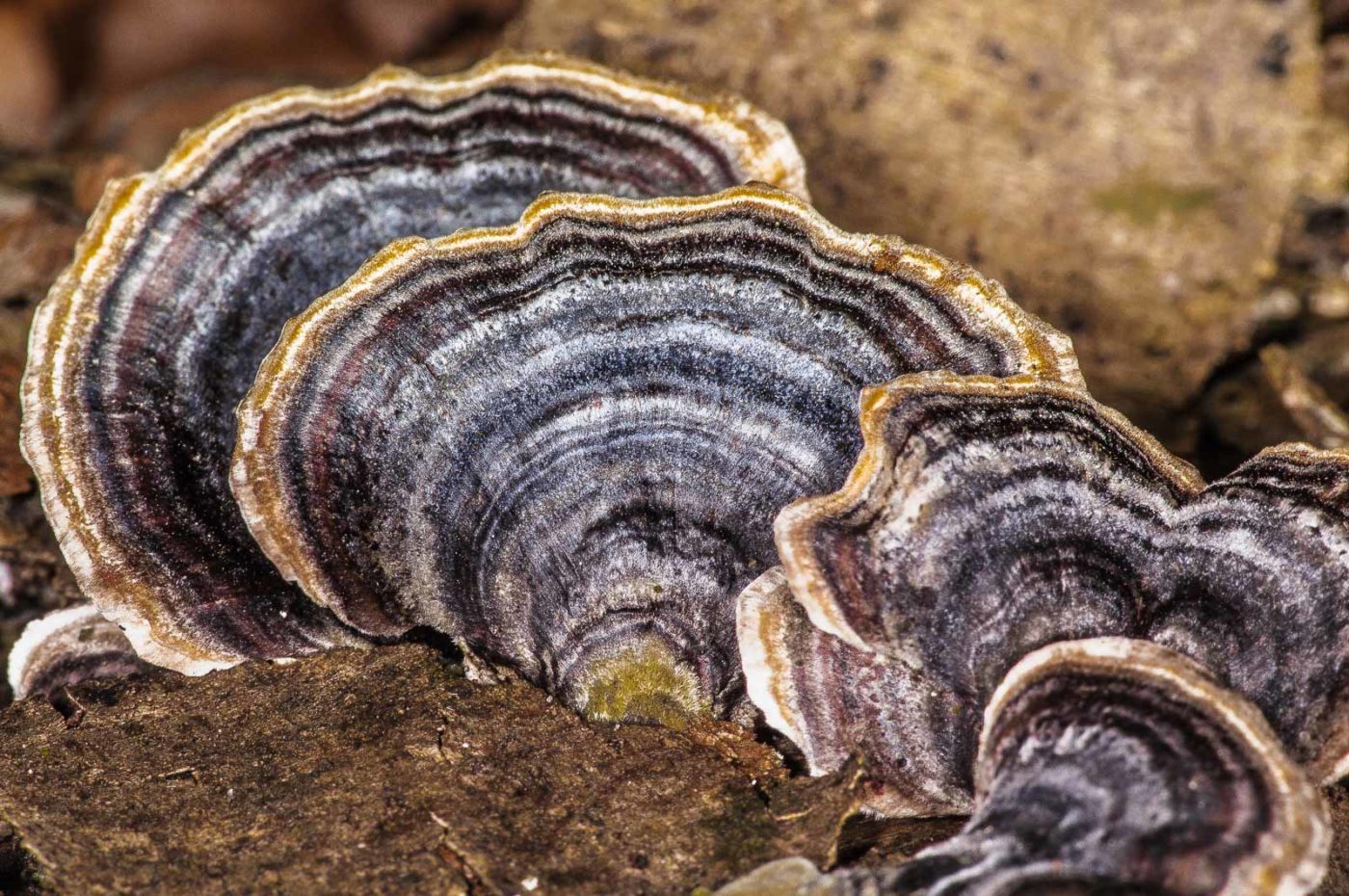 2019-02-24 - NSG Oberes Oelbachtal Bochum