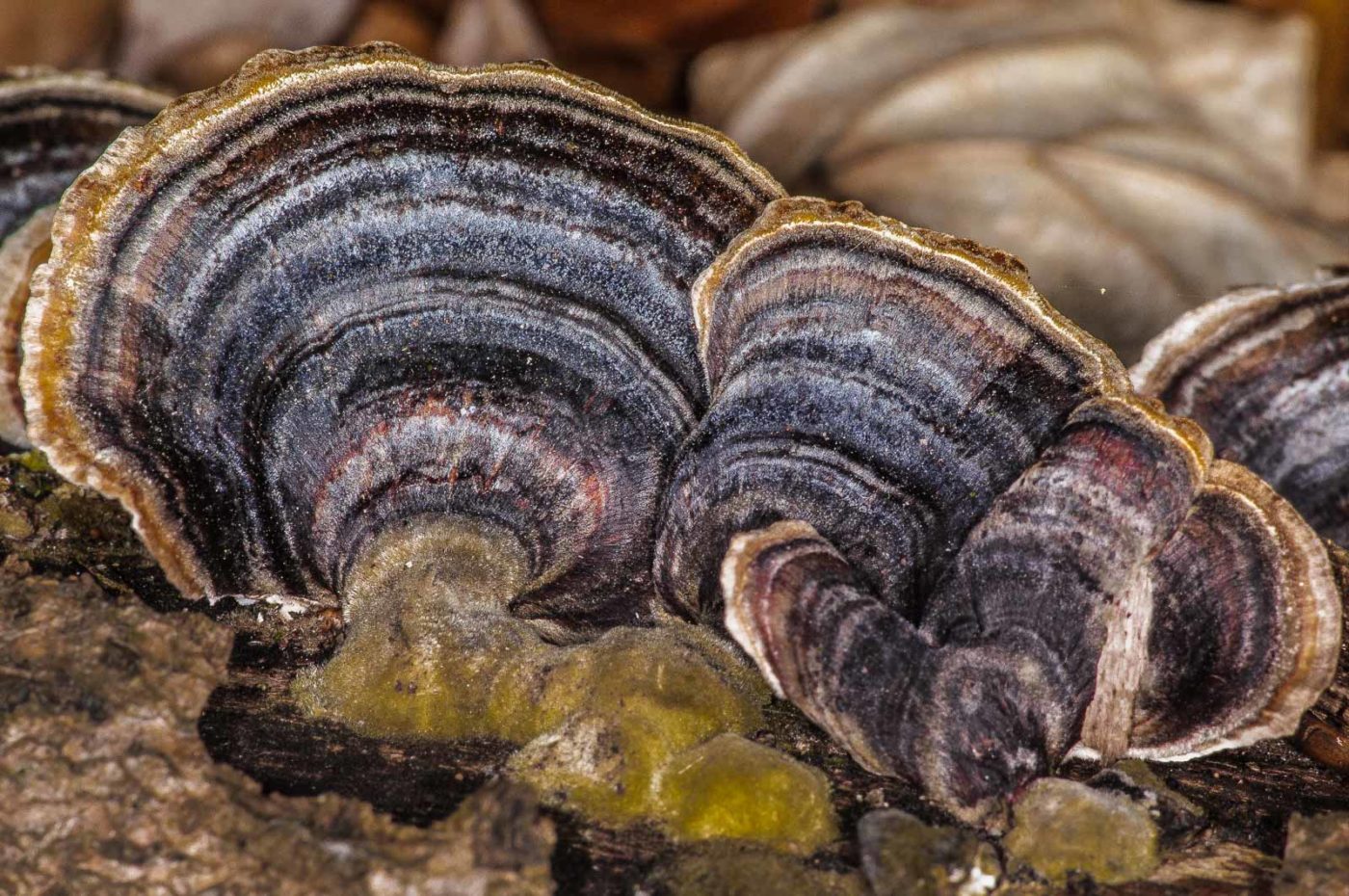 2019-02-24 - NSG Oberes Oelbachtal Bochum