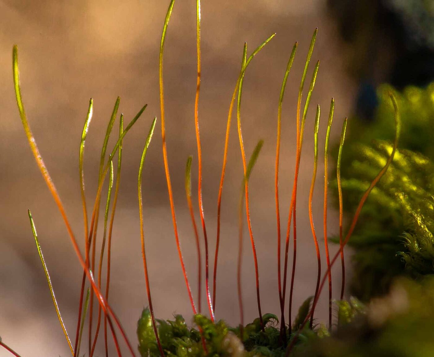 2019-02-24 - NSG Oberes Oelbachtal Bochum