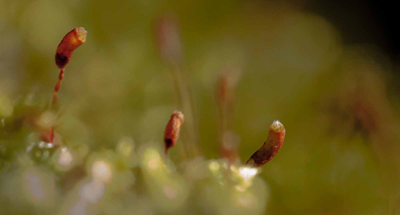 2019-02-24 - NSG Oberes Oelbachtal Bochum