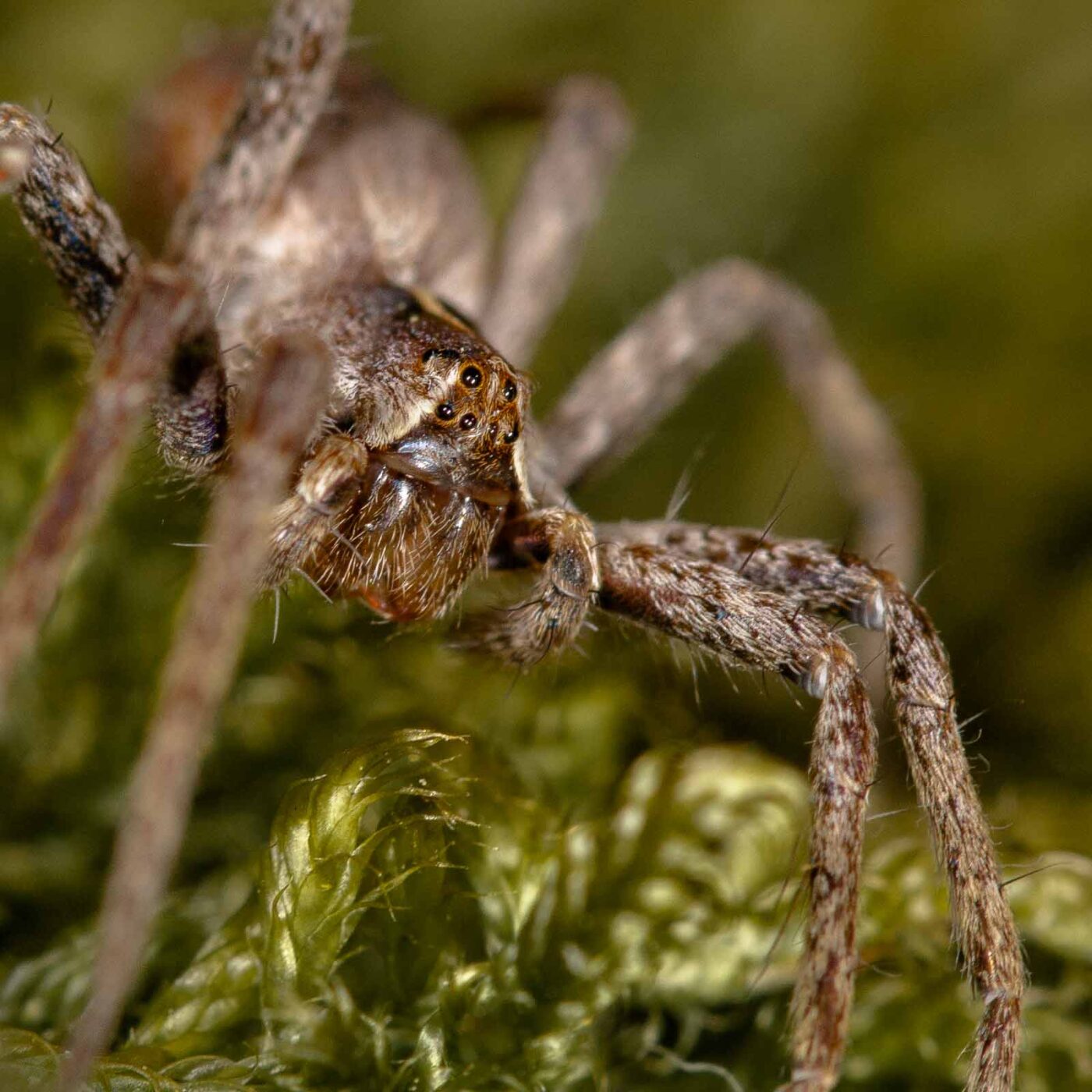 2019-02-24 - NSG Oberes Oelbachtal Bochum