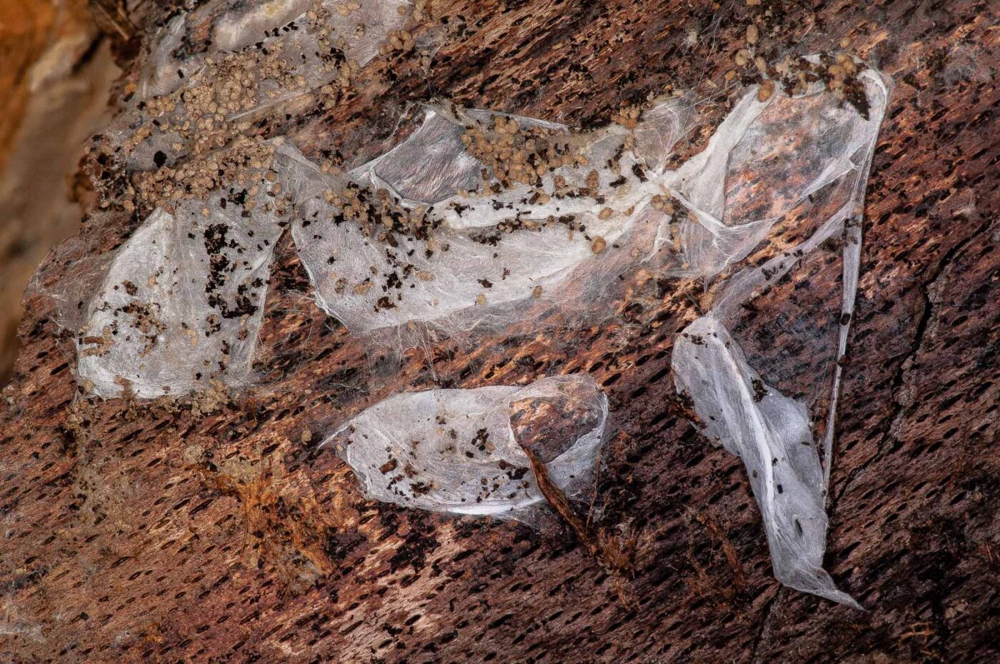 2019-02-24 - NSG Oberes Oelbachtal Bochum