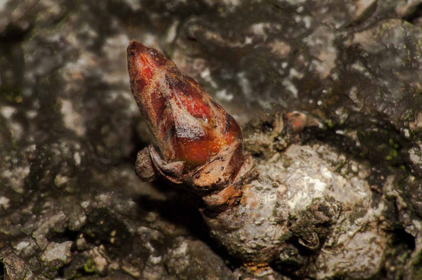 2019-02-25 - NSG Brandheide Recklinghausen