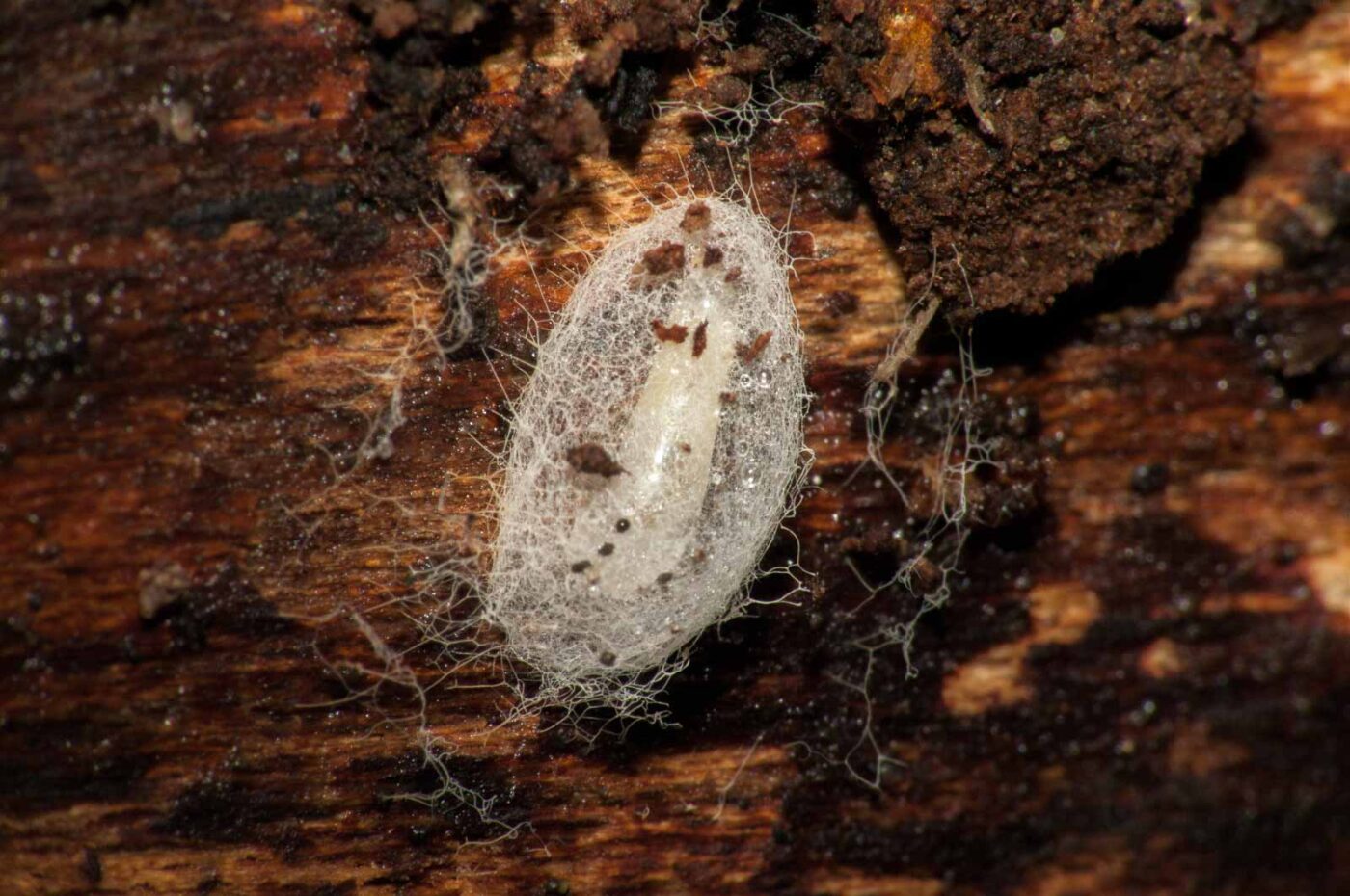 2019-02-25 - NSG Brandheide Recklinghausen