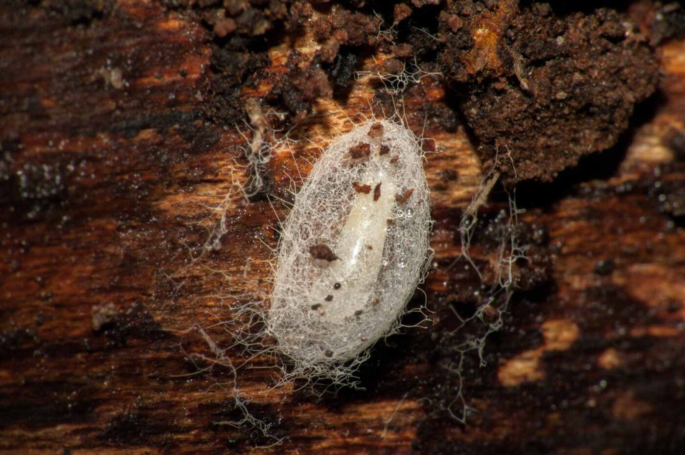 2019-02-25 - NSG Brandheide Recklinghausen