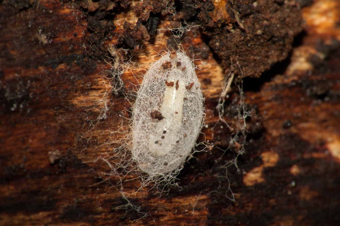 2019-02-25 - NSG Brandheide Recklinghausen