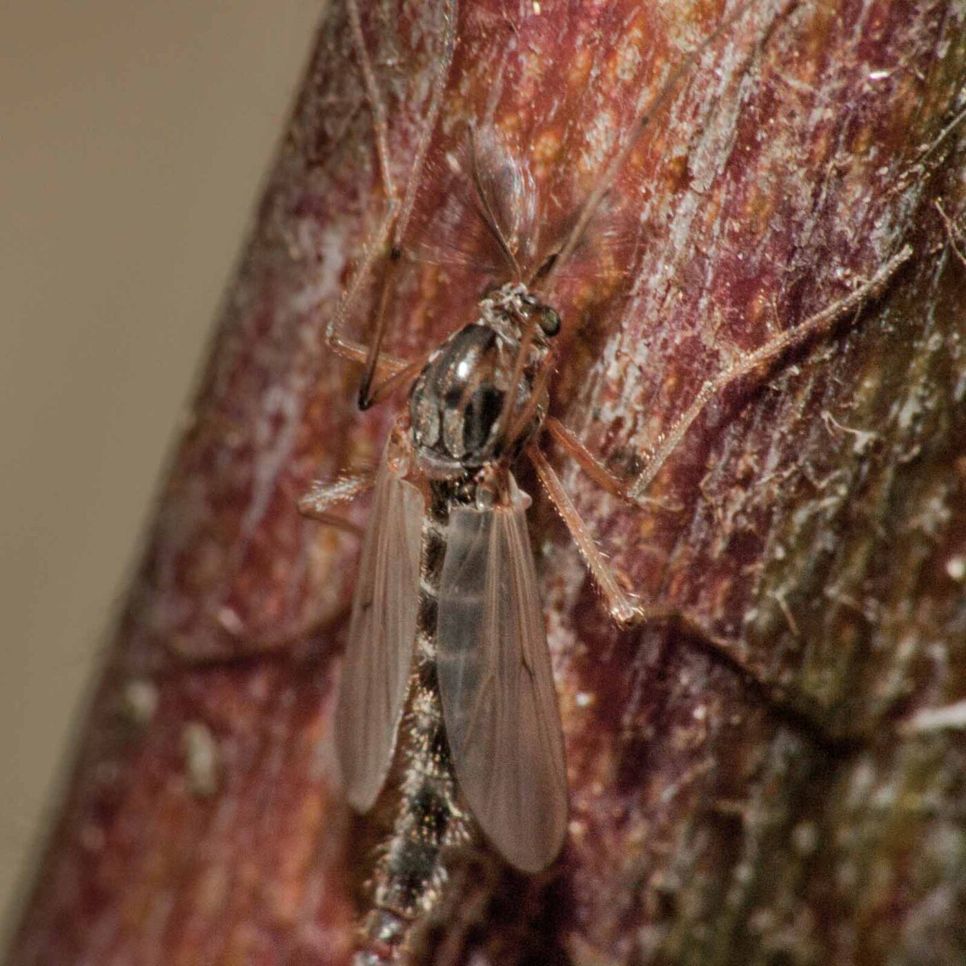 2019-02-25 - NSG Brandheide Recklinghausen