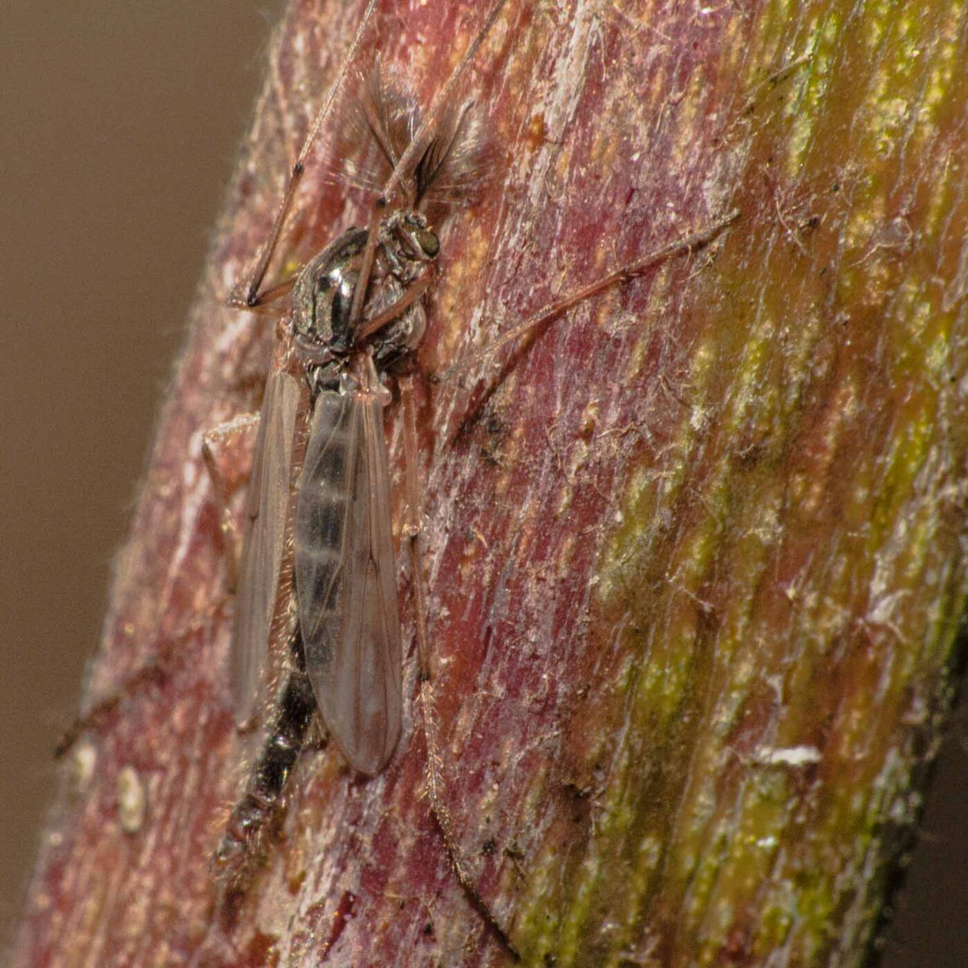 2019-02-25 - NSG Brandheide Recklinghausen