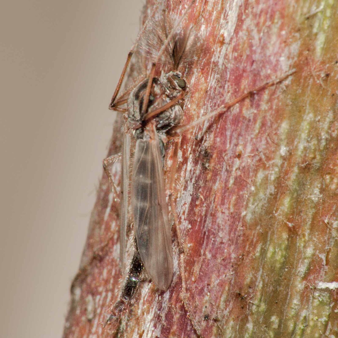 2019-02-25 - NSG Brandheide Recklinghausen