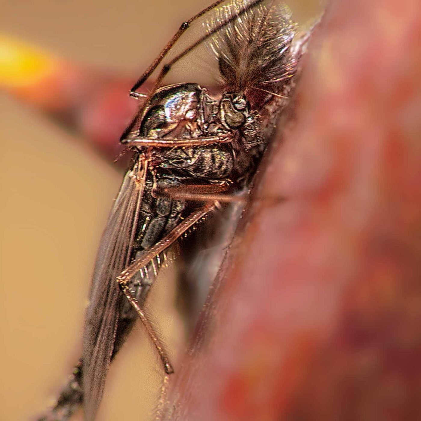 2019-02-25 - NSG Brandheide Recklinghausen