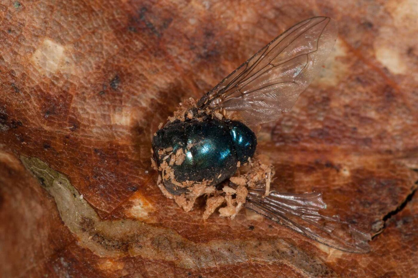 2019-02-25 - NSG Brandheide Recklinghausen